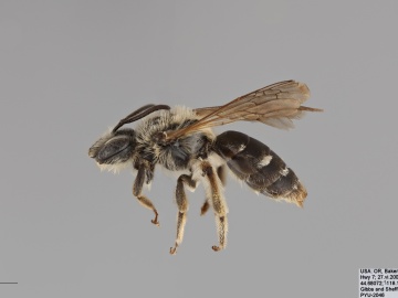 [Andrena angustitarsata female thumbnail]